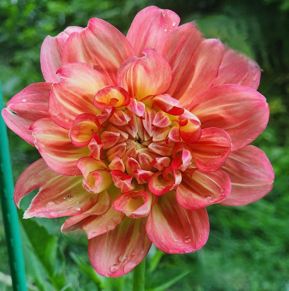Thumbnail: Pam Howden Dahlia Tuber for Sale