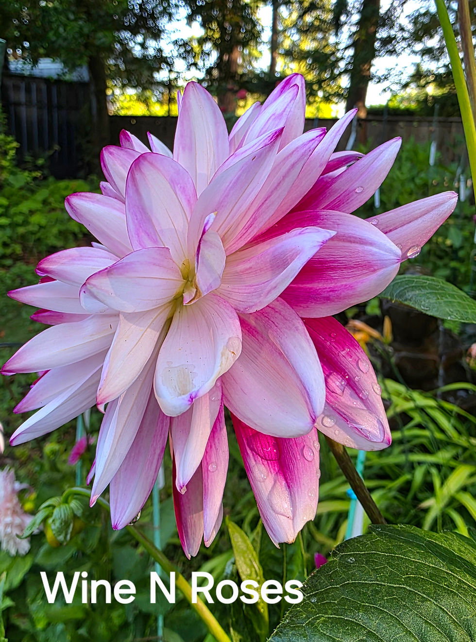 Thumbnail: Wine N Roses Dahlia Tuber for Sale