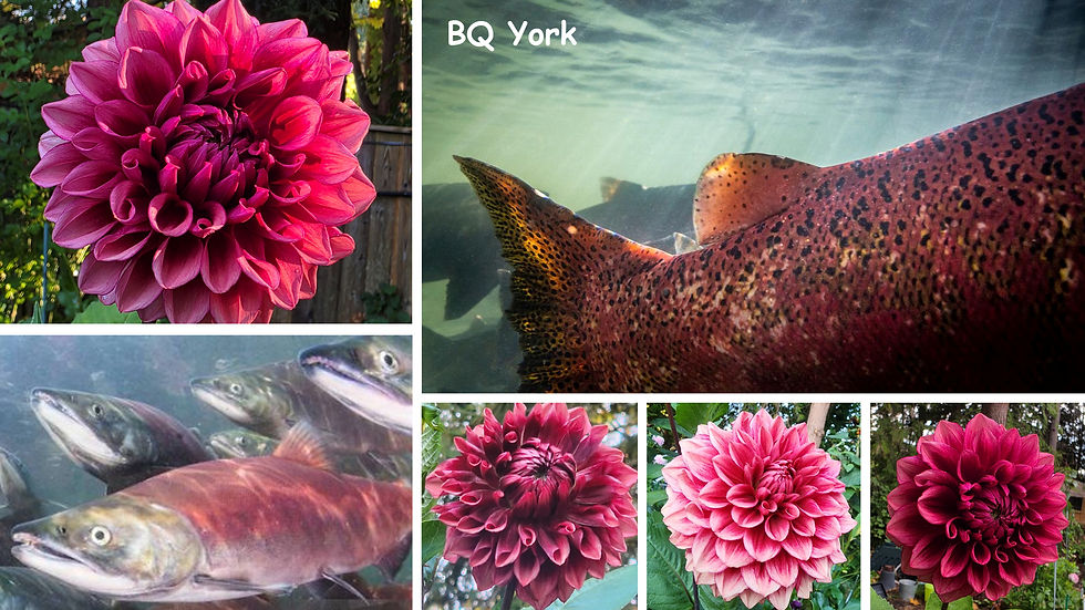 BQ York Salmon-Dahlia Palette