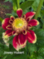 Thumbnail: Jowey Hubert Dahlia Tuber for Sale