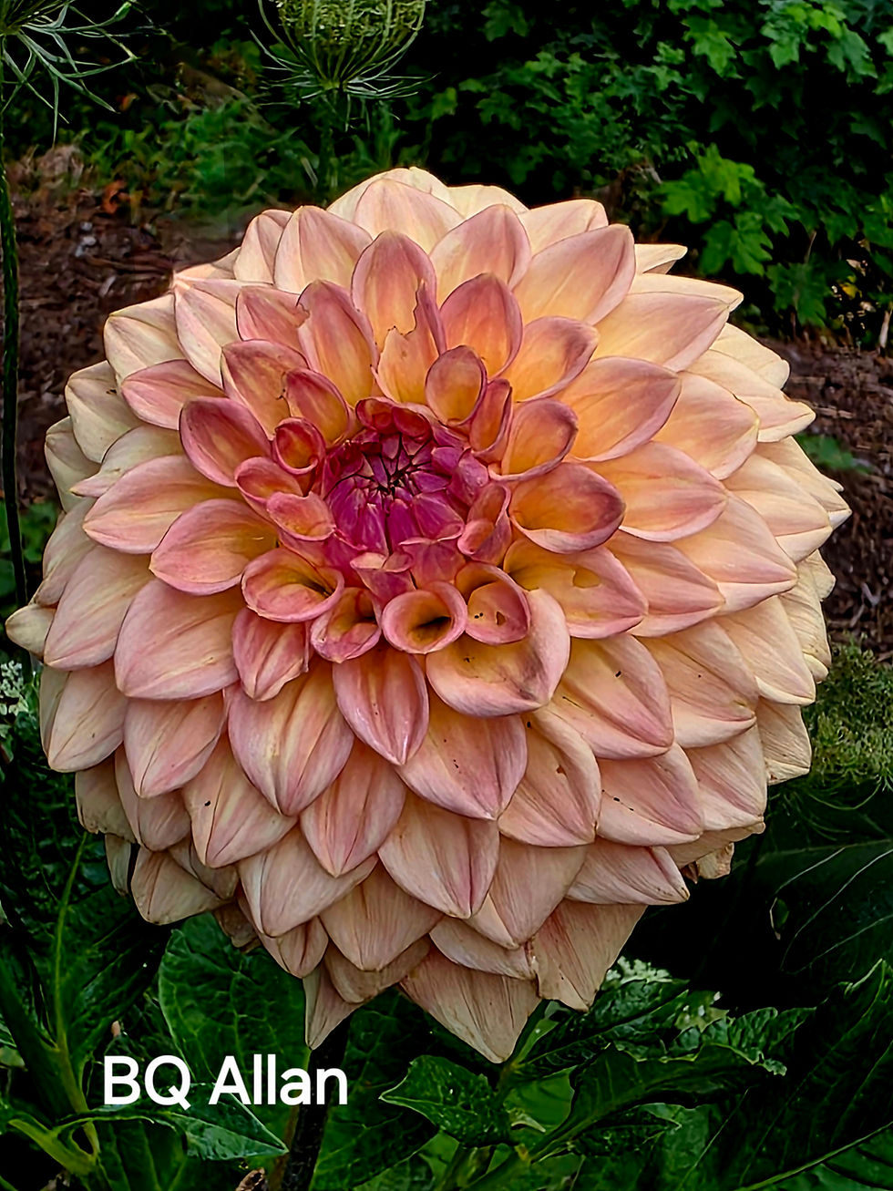 Thumbnail: BQ Alan Dahlia Tuber for Sale
