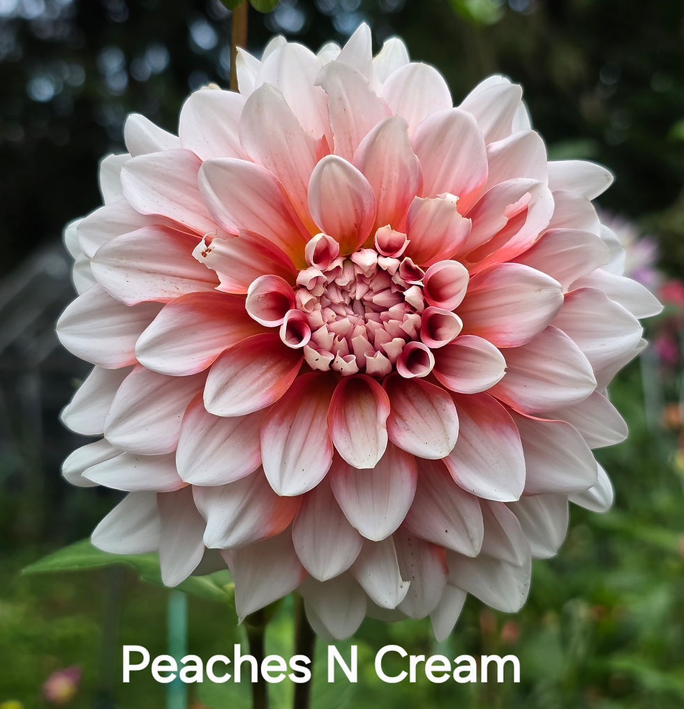 Thumbnail: Peaches N Cream Dahlia Tuber for Sale