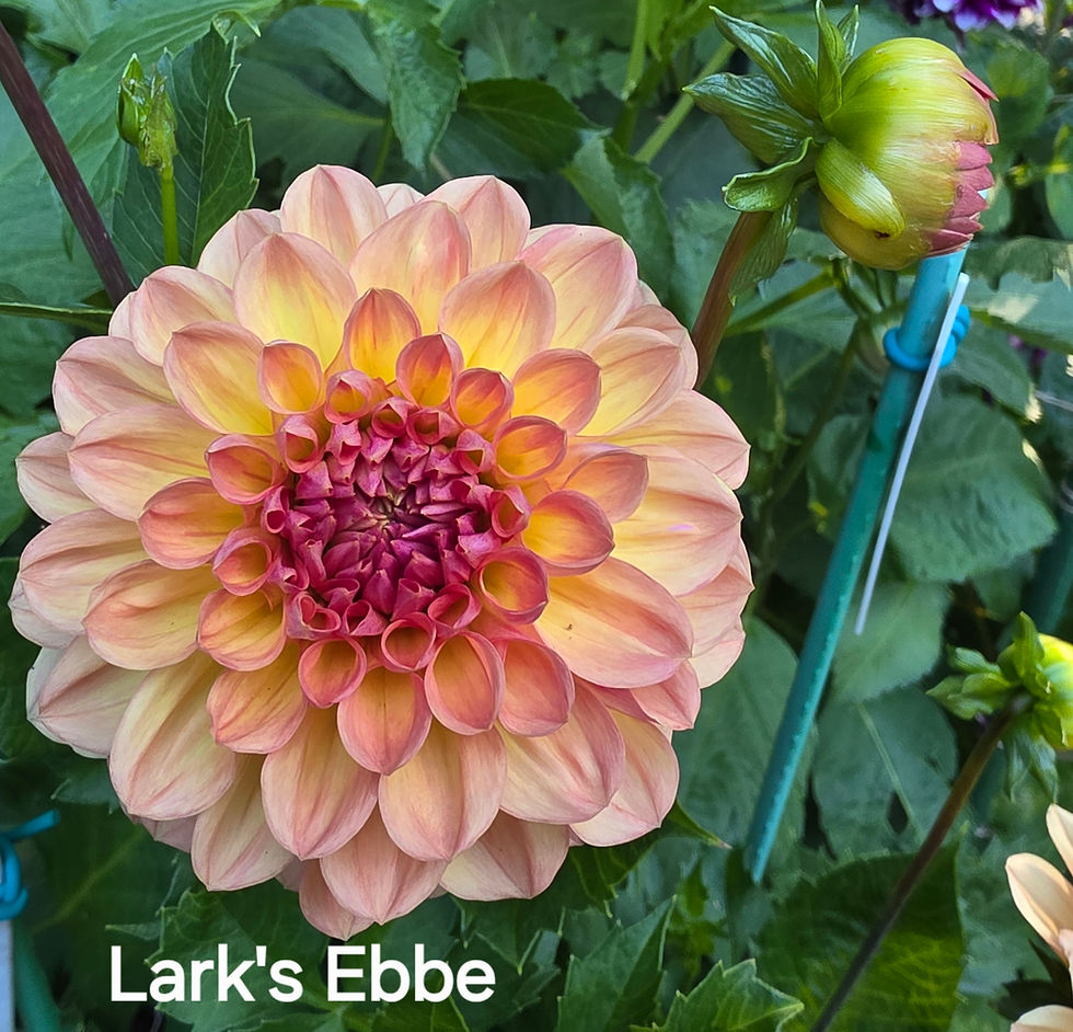 Thumbnail: Lark's Ebbe Dahlia Tuber for Sale
