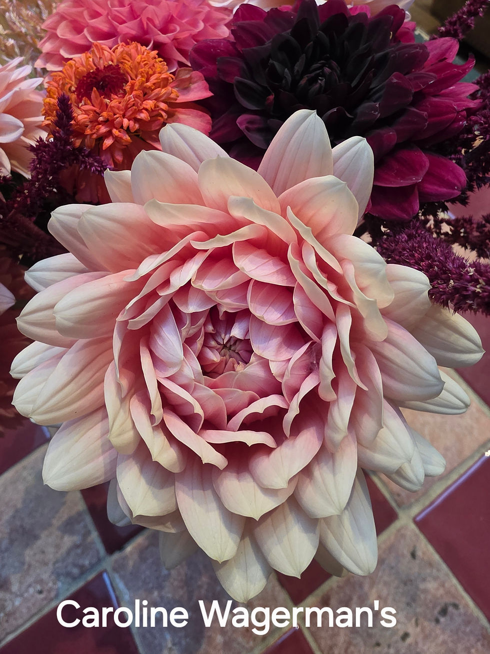 Thumbnail: Caroline Wagermans Dahlia Tuber for Sale