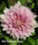 Thumbnail: RM Summer Haze Dahlia Tuber for Sale