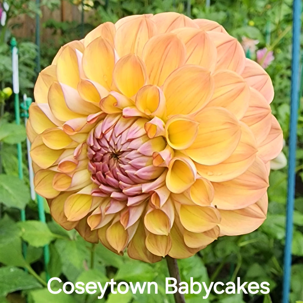 Thumbnail: Coseytown Bounty Dahlia Tuber for Sale