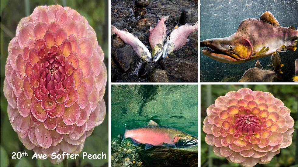 20th Ave Softer Peach Salmon-Dahlia Palette