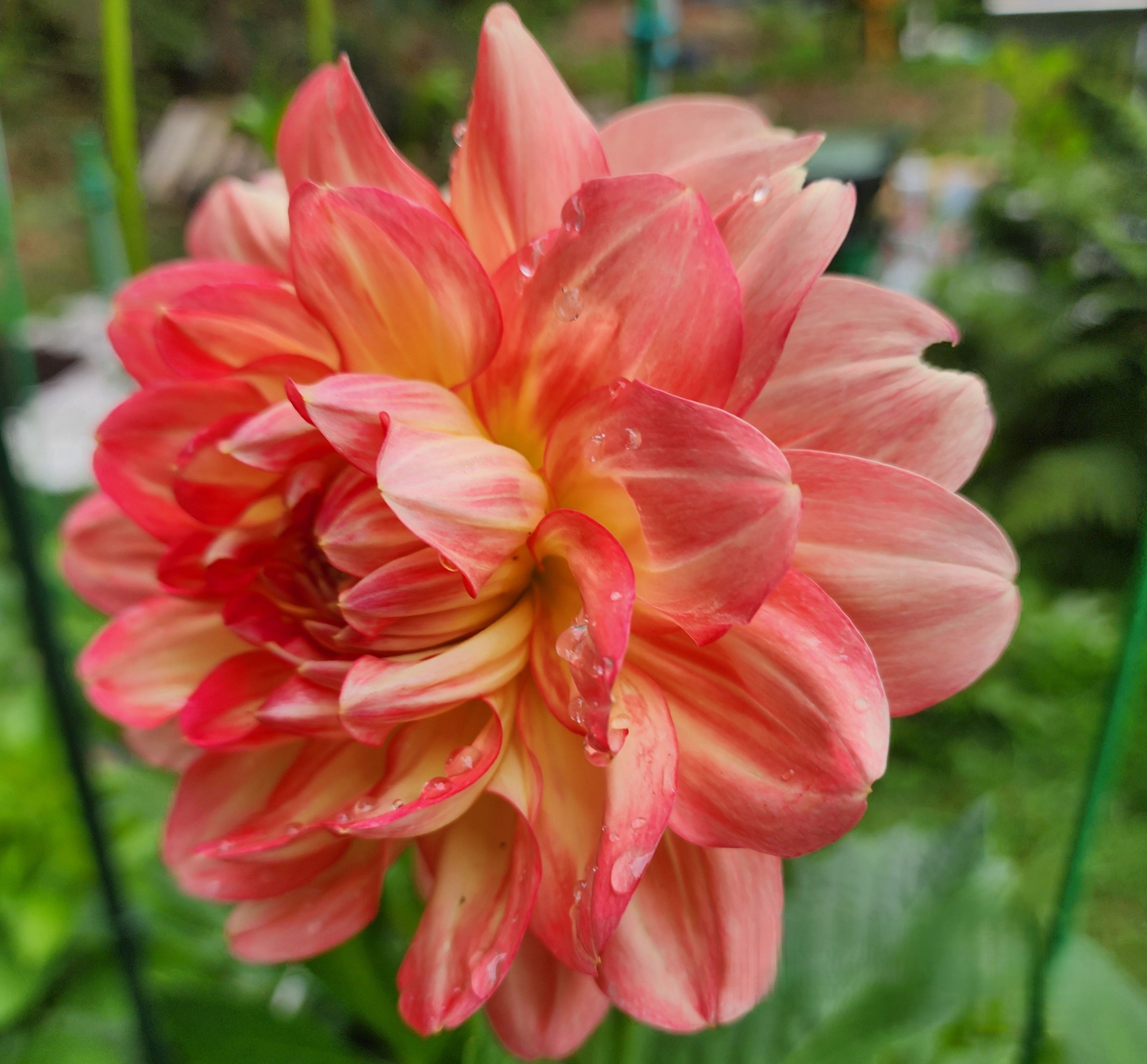 Pam Howden Dahlia Tuber for Sale