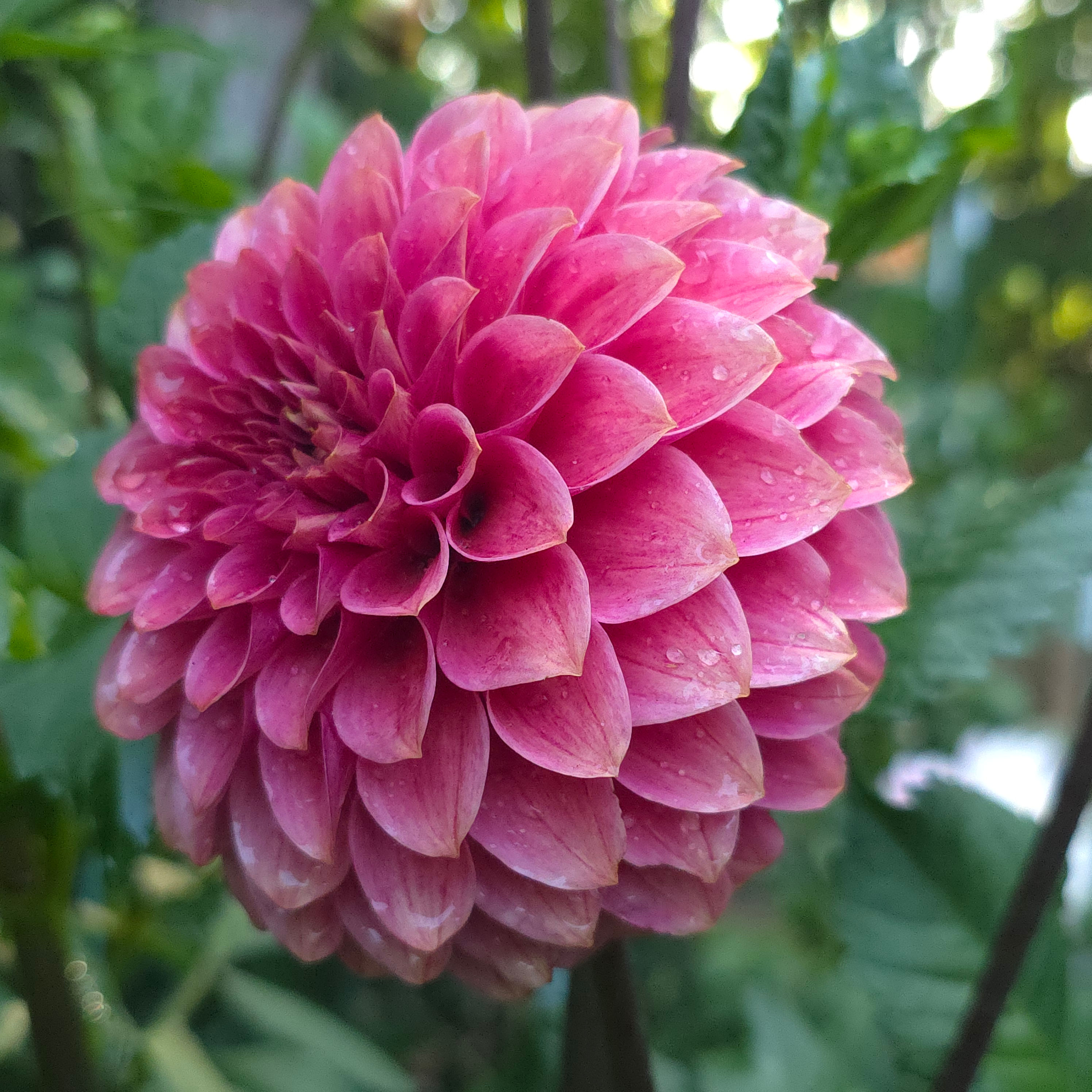 Rosie Jo Dahlia Tuber