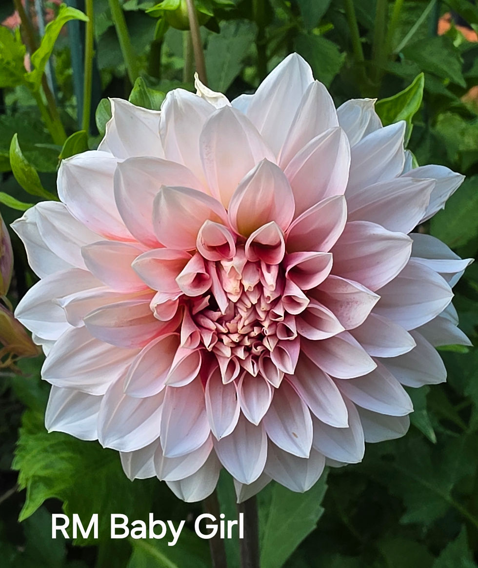 Thumbnail: RM Baby Girl Dahlia Tuber for Sale