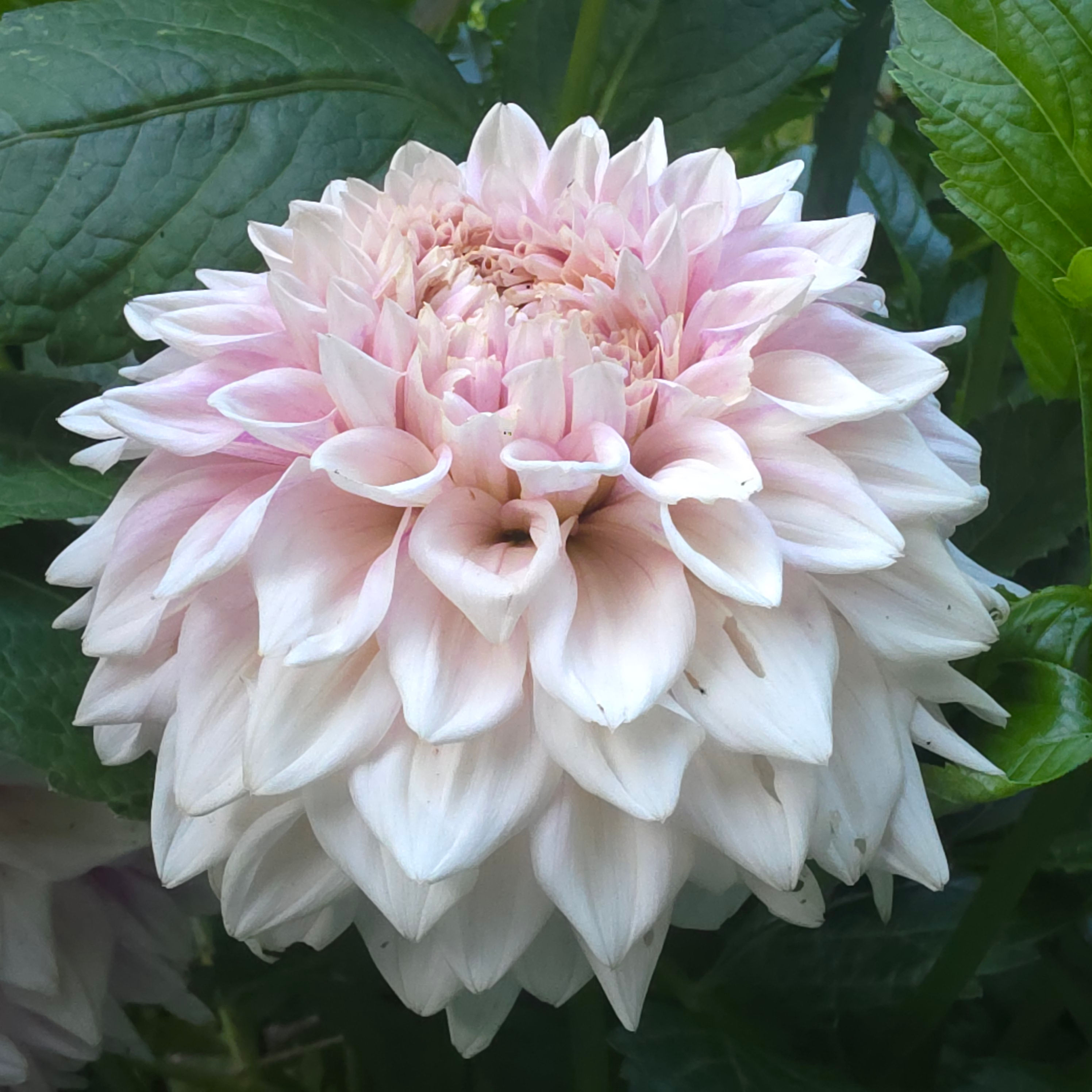 RM Summer Haze Dahlia Tuber