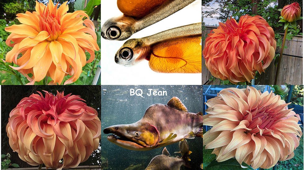 BQ Jean Salmon-Dahlia Palette