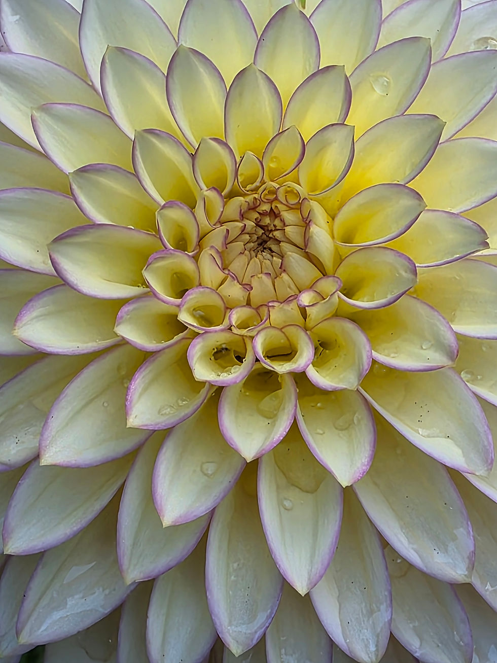 Thumbnail: BQ Blush Dahlia Tuber for Sale