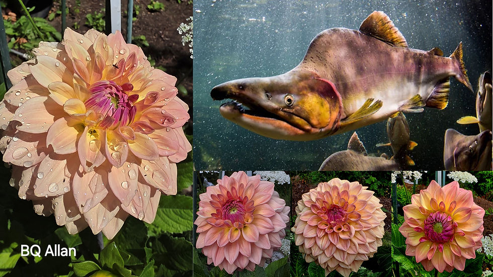 BQ Alan Salmon-Dahlia Palette