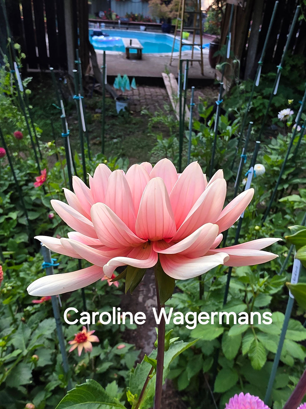 Thumbnail: Caroline Wagermans Dahlia Tuber for Sale
