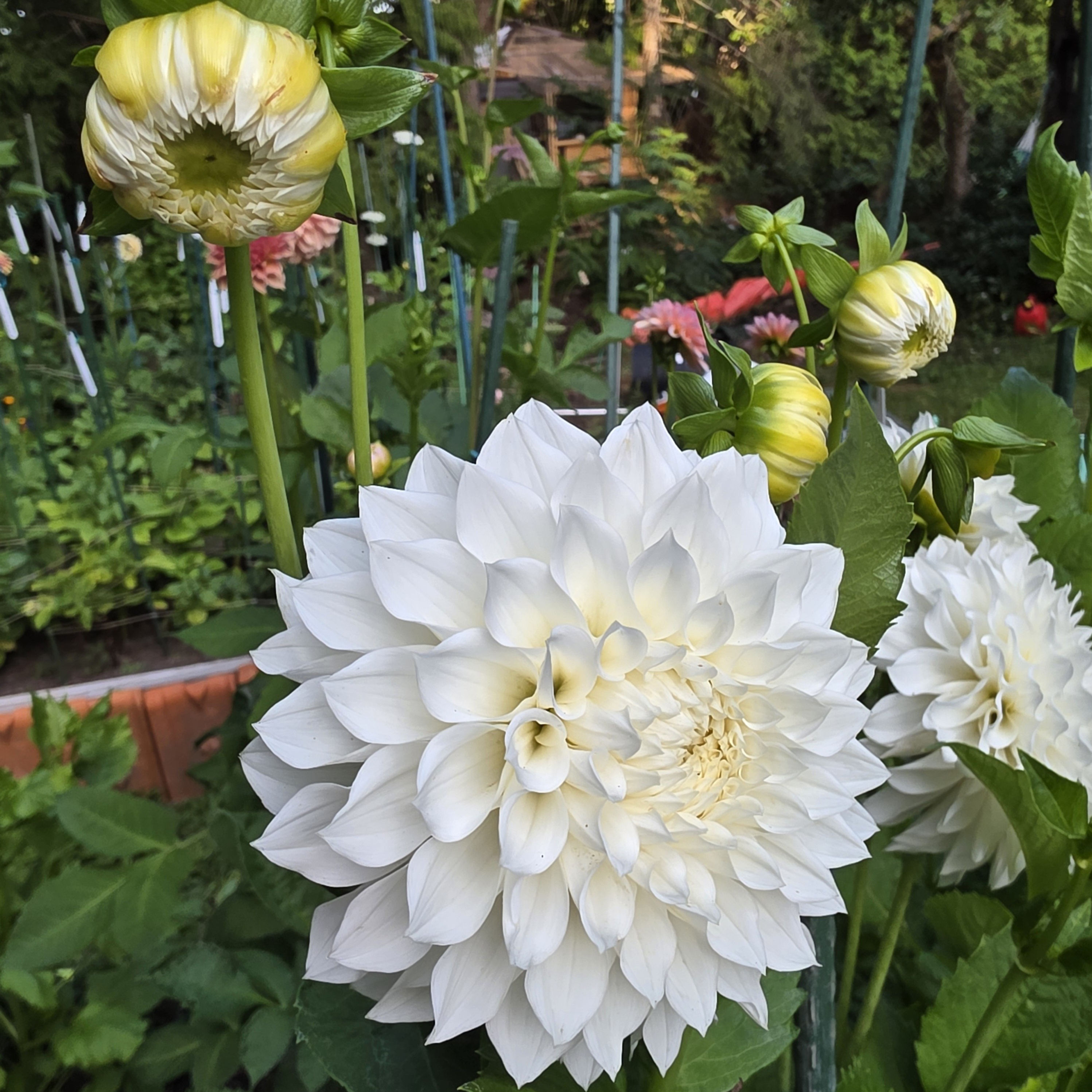 Bella Luna Dahlia Tuber for Sale
