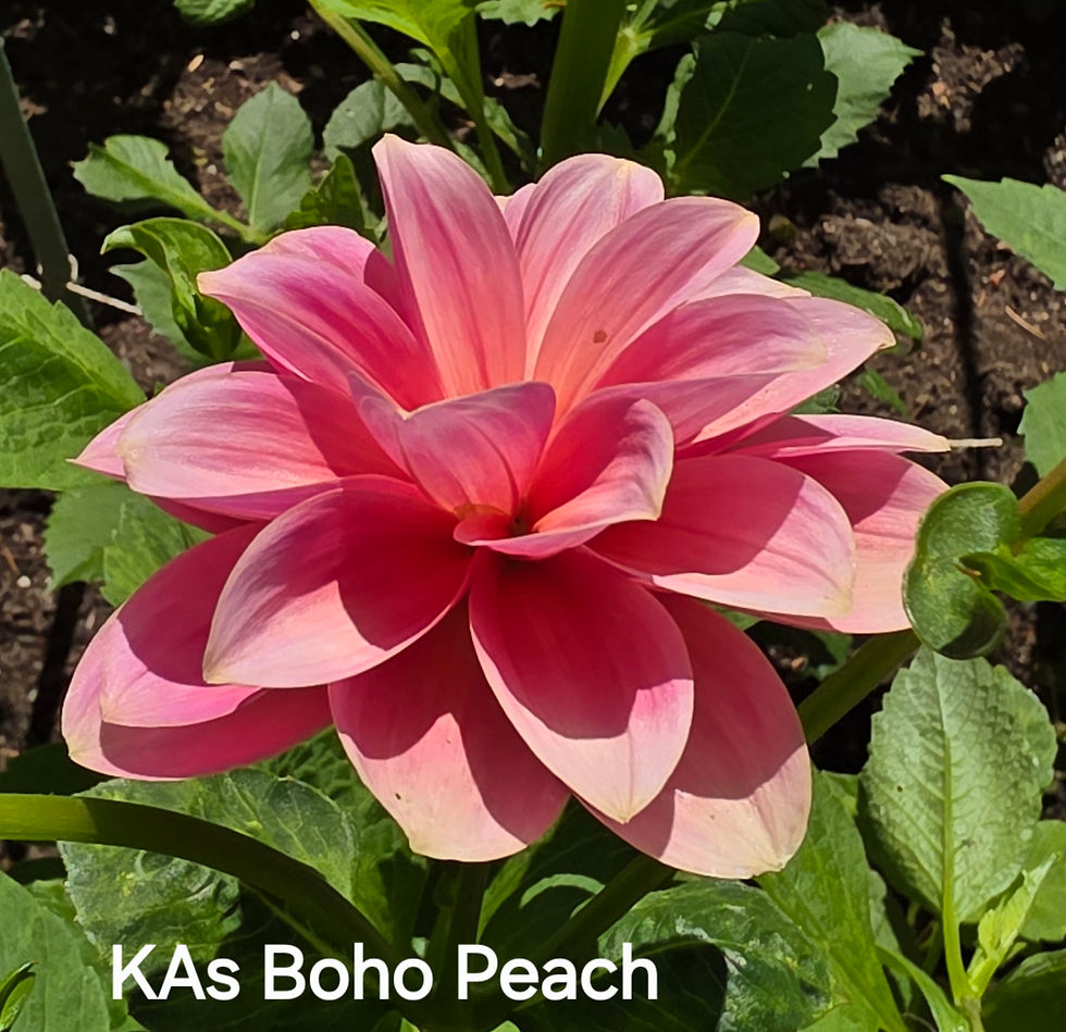 Thumbnail: Boho Peach Dahlia Tuber for Sale