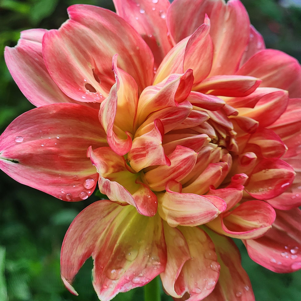 Thumbnail: Pam Howden Dahlia Tuber for Sale