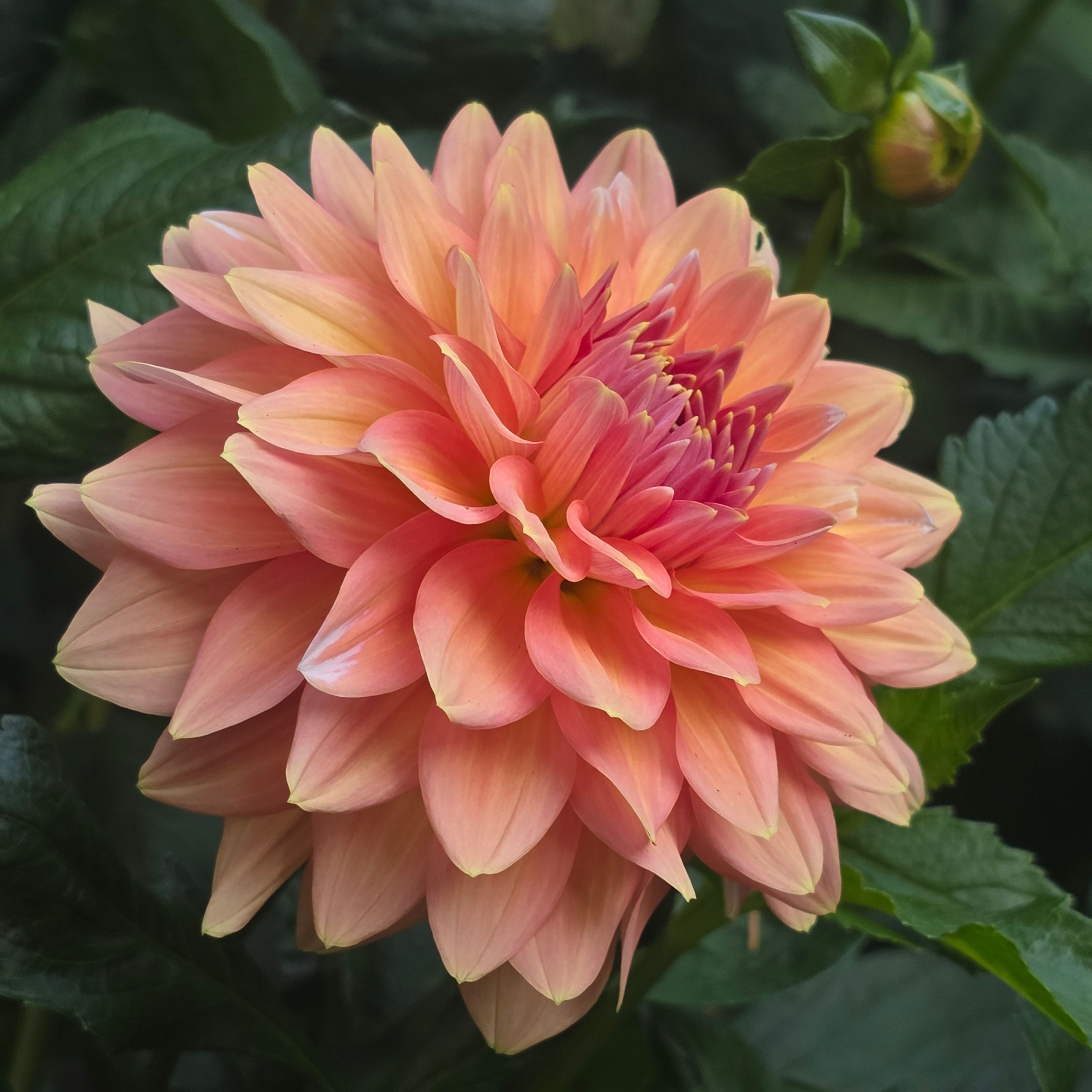 Vian 2 Tango Dahlia Tuber