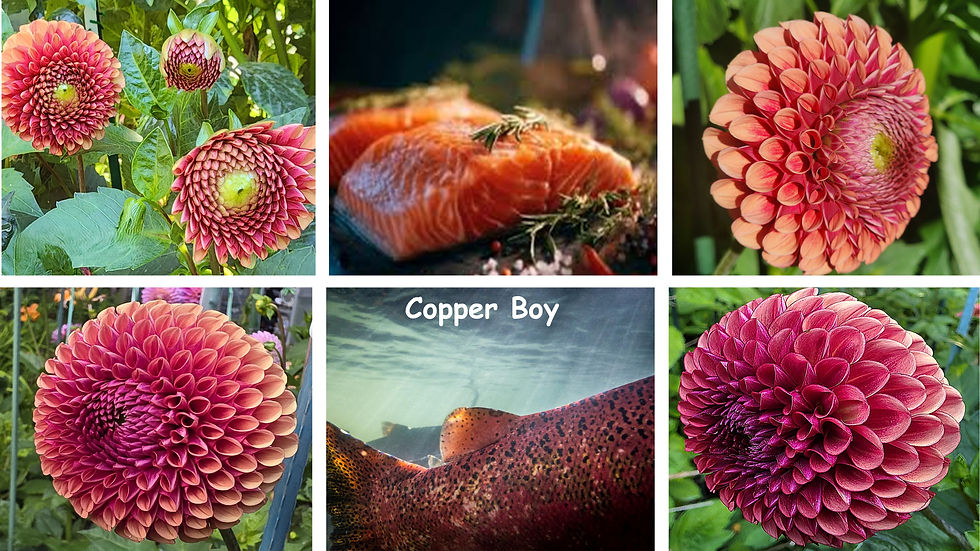 Copper Boy Salmon-Dahlia Palette
