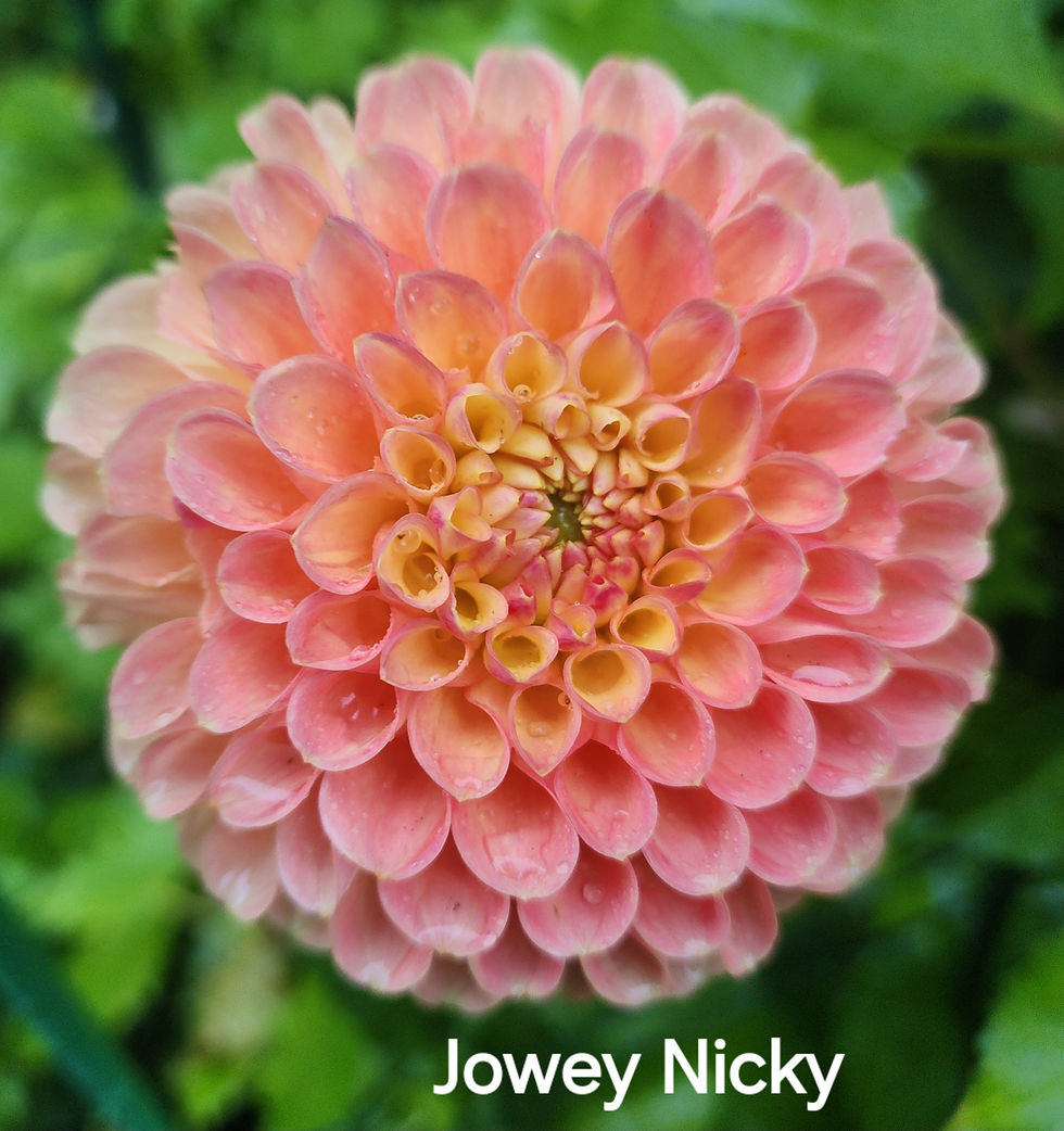 Thumbnail: Jowey Nicky Dahlia Tuber for Sale
