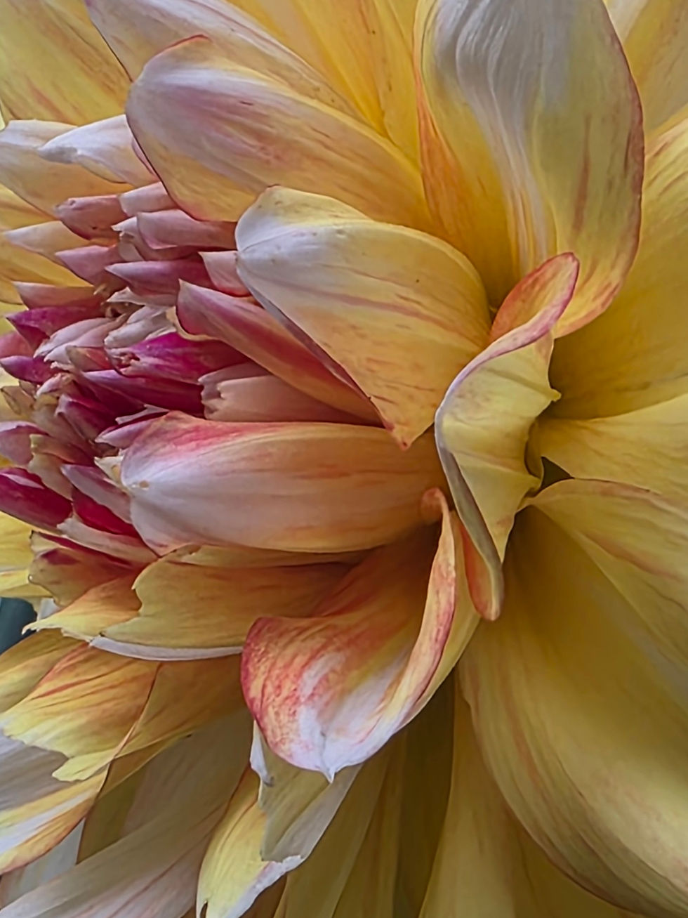 Thumbnail: FGL Cameleon Dahlia Tuber