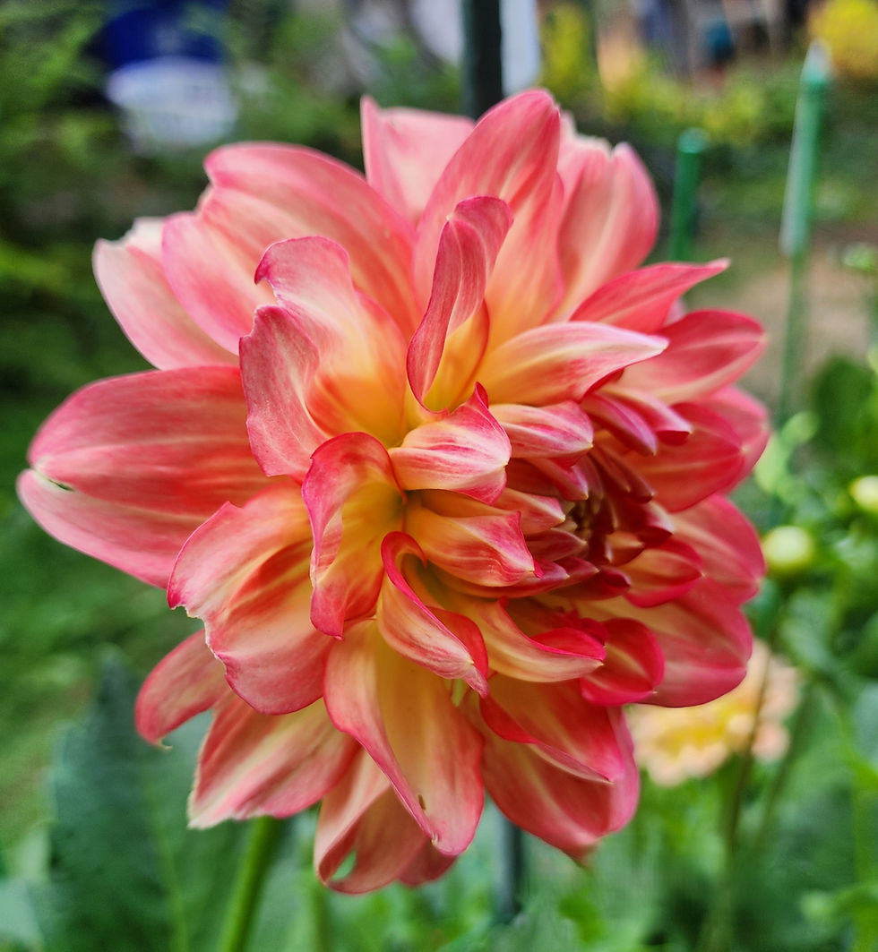 Thumbnail: Pam Howden Dahlia Tuber for Sale