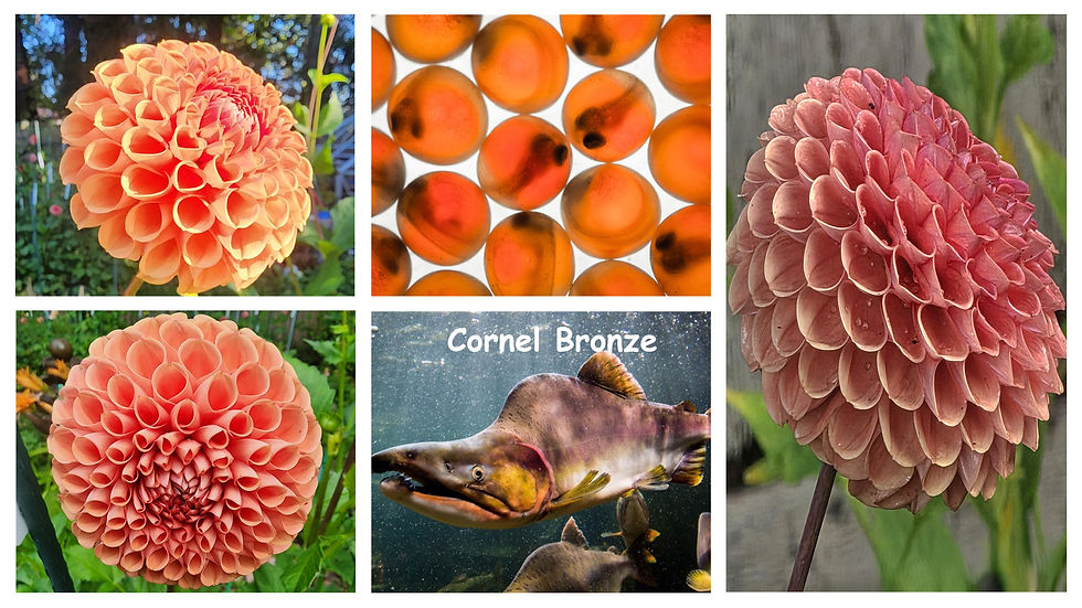 Cornel Bronze Salmon-Dahlia Palette