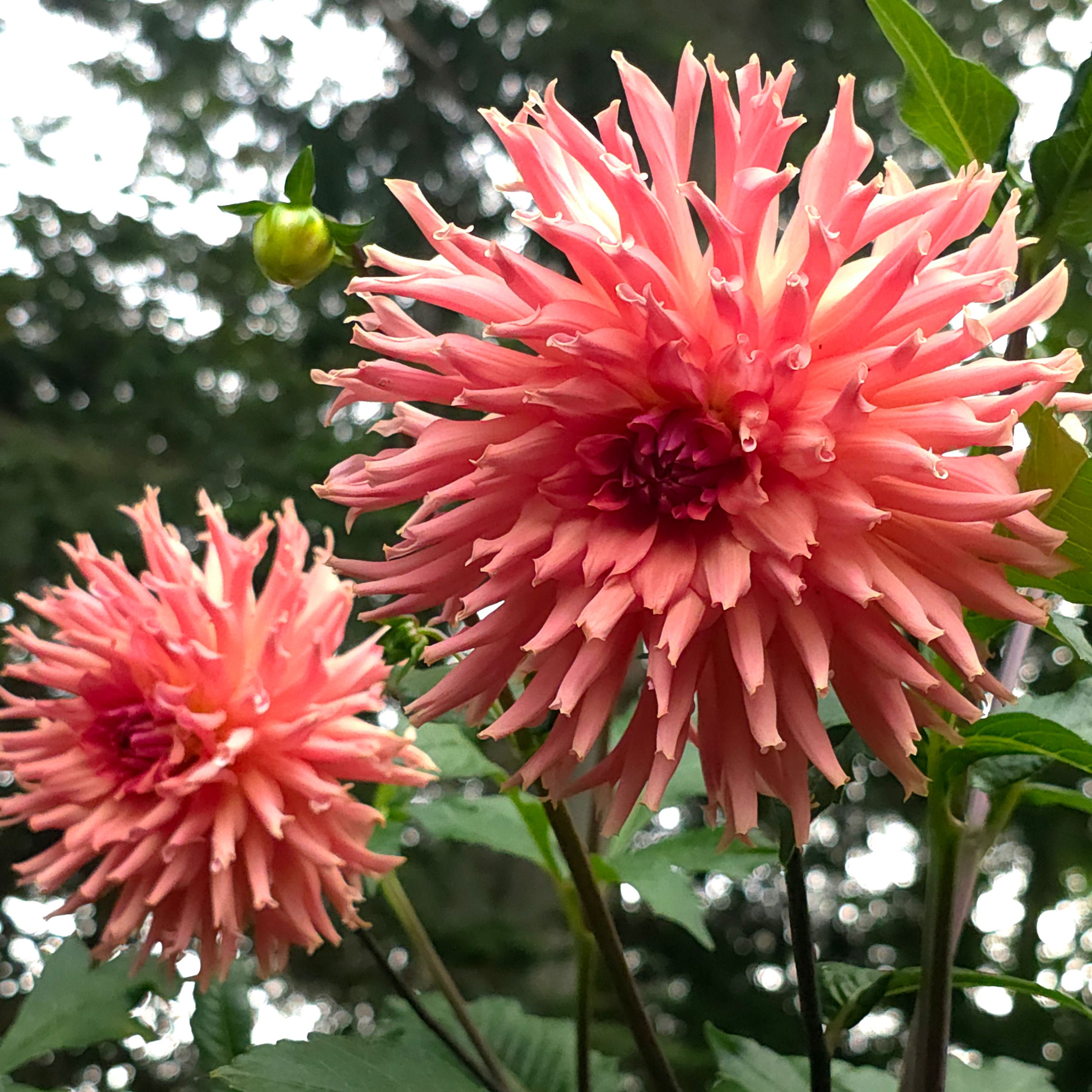 Terracotta Dahlia Tuber