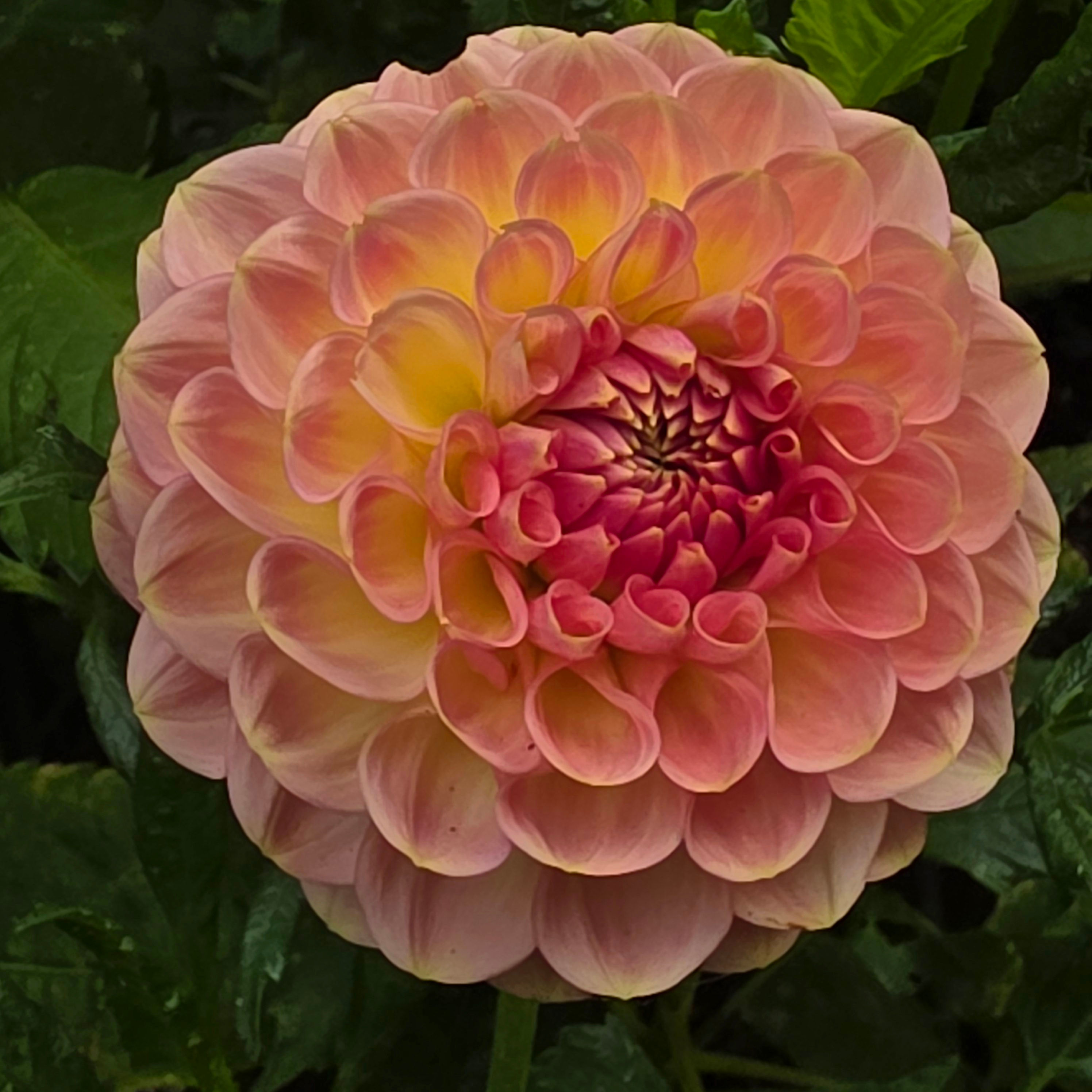 20th Ave softer peach Dahlia Tuber