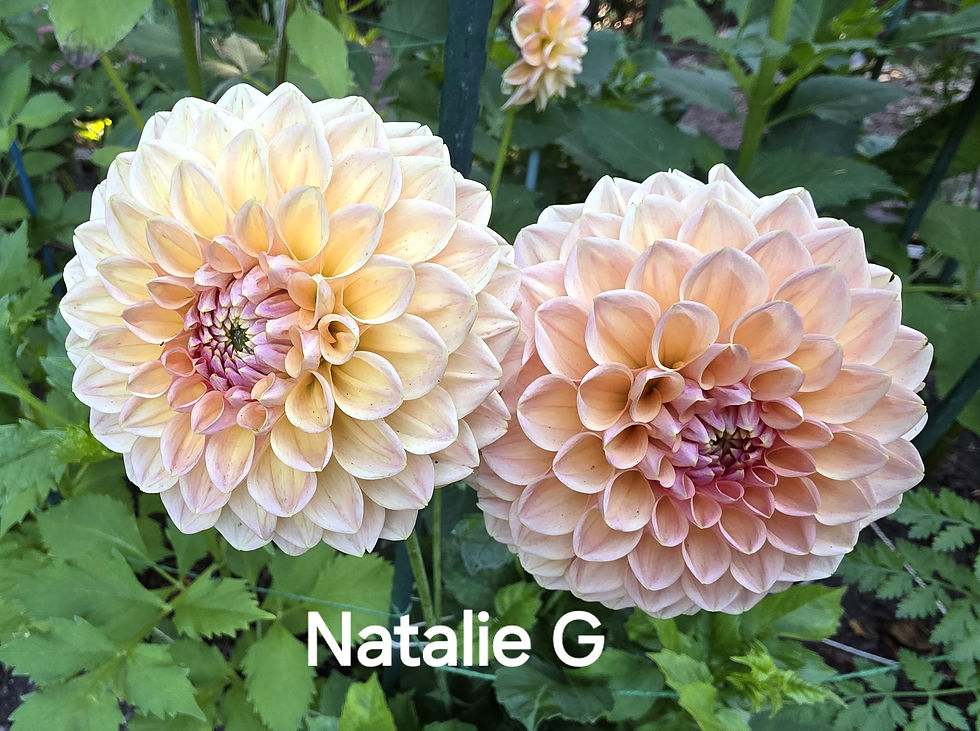Thumbnail: Natalie G Dahlia Tuber for Sale