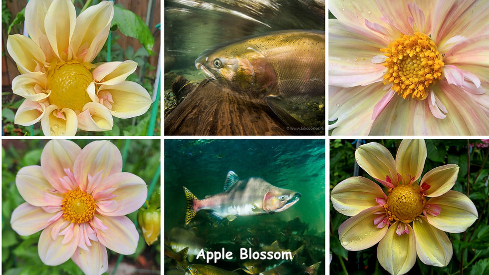 Apple Blossom Salmon-Dahlia Palette