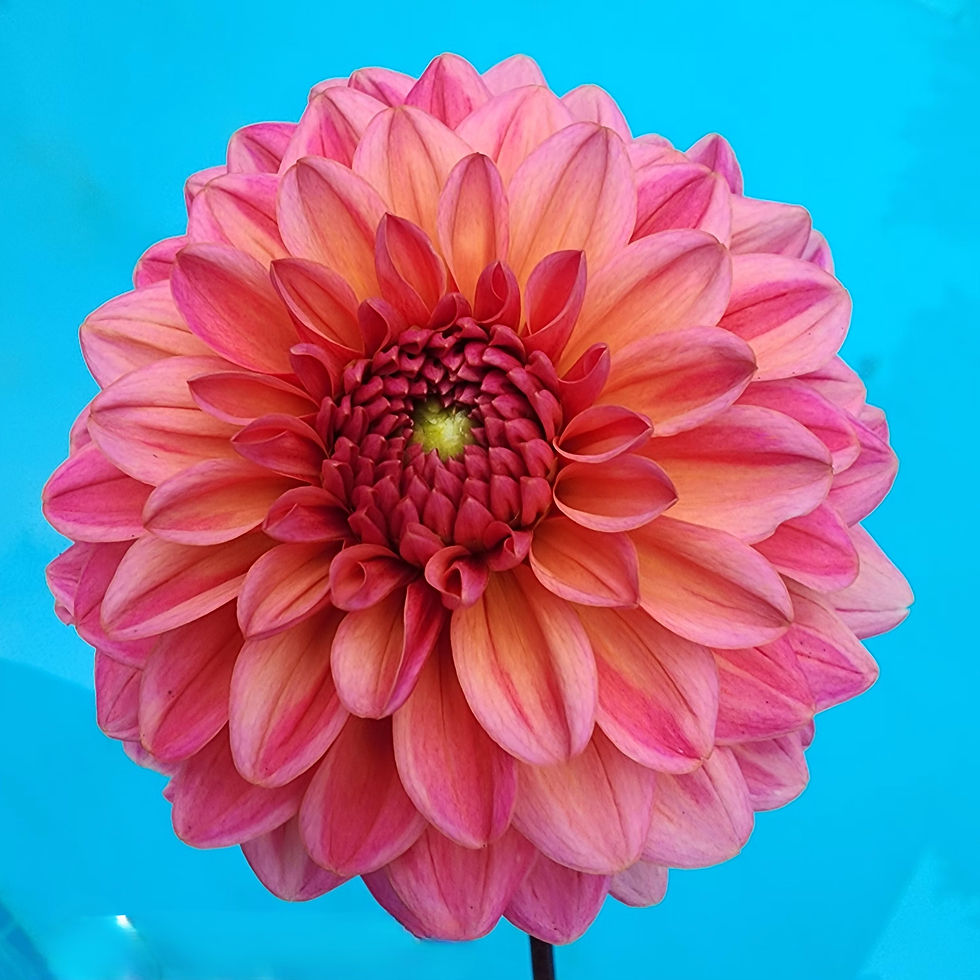Thumbnail: Salmon Runner Dahlia Tuber for Sale