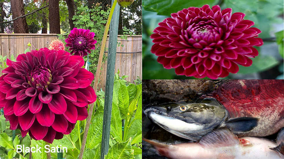 Black Satin Salmon-Dahlia Palette