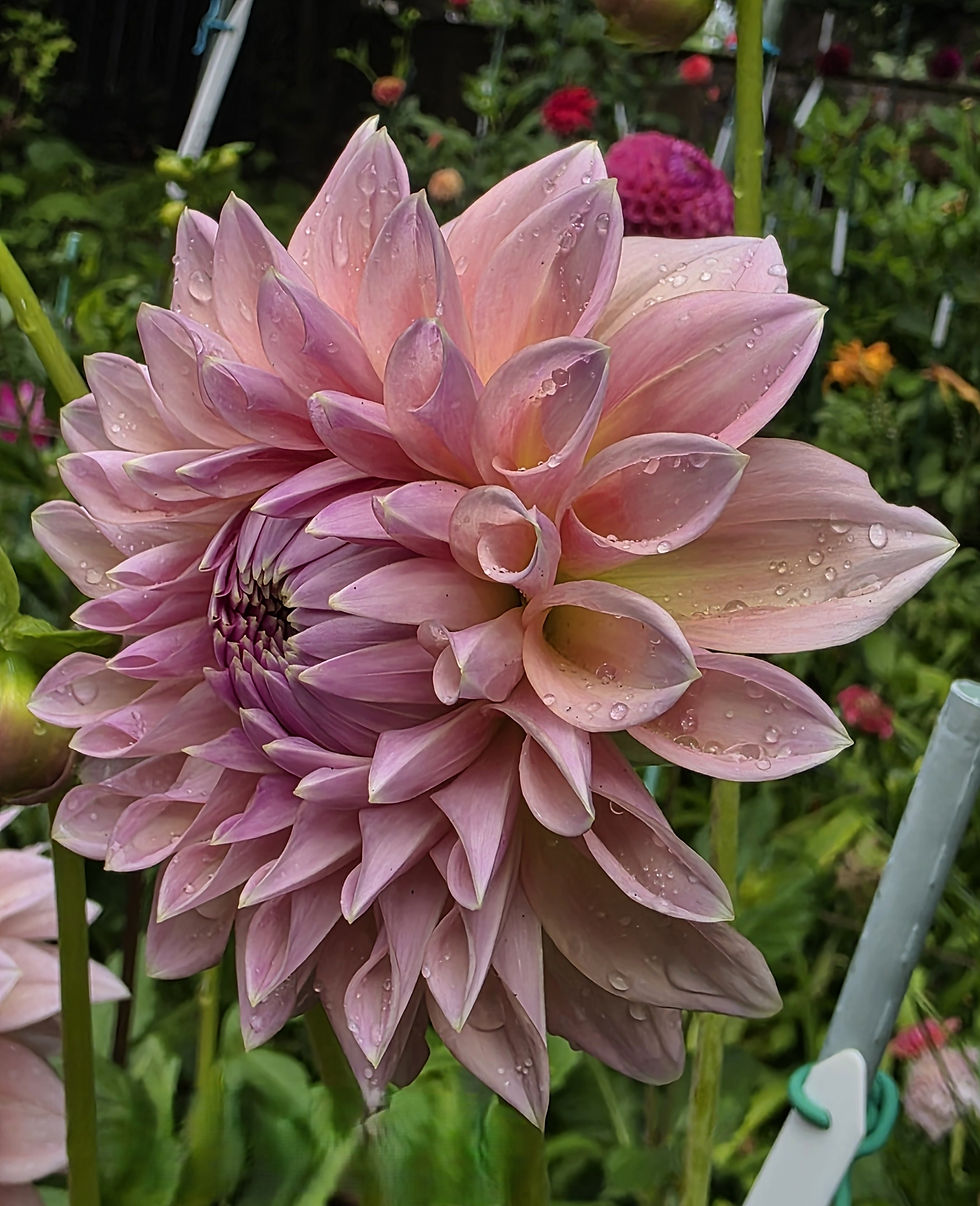 Thumbnail: Castle Drive Dahlia Tuber for Sale