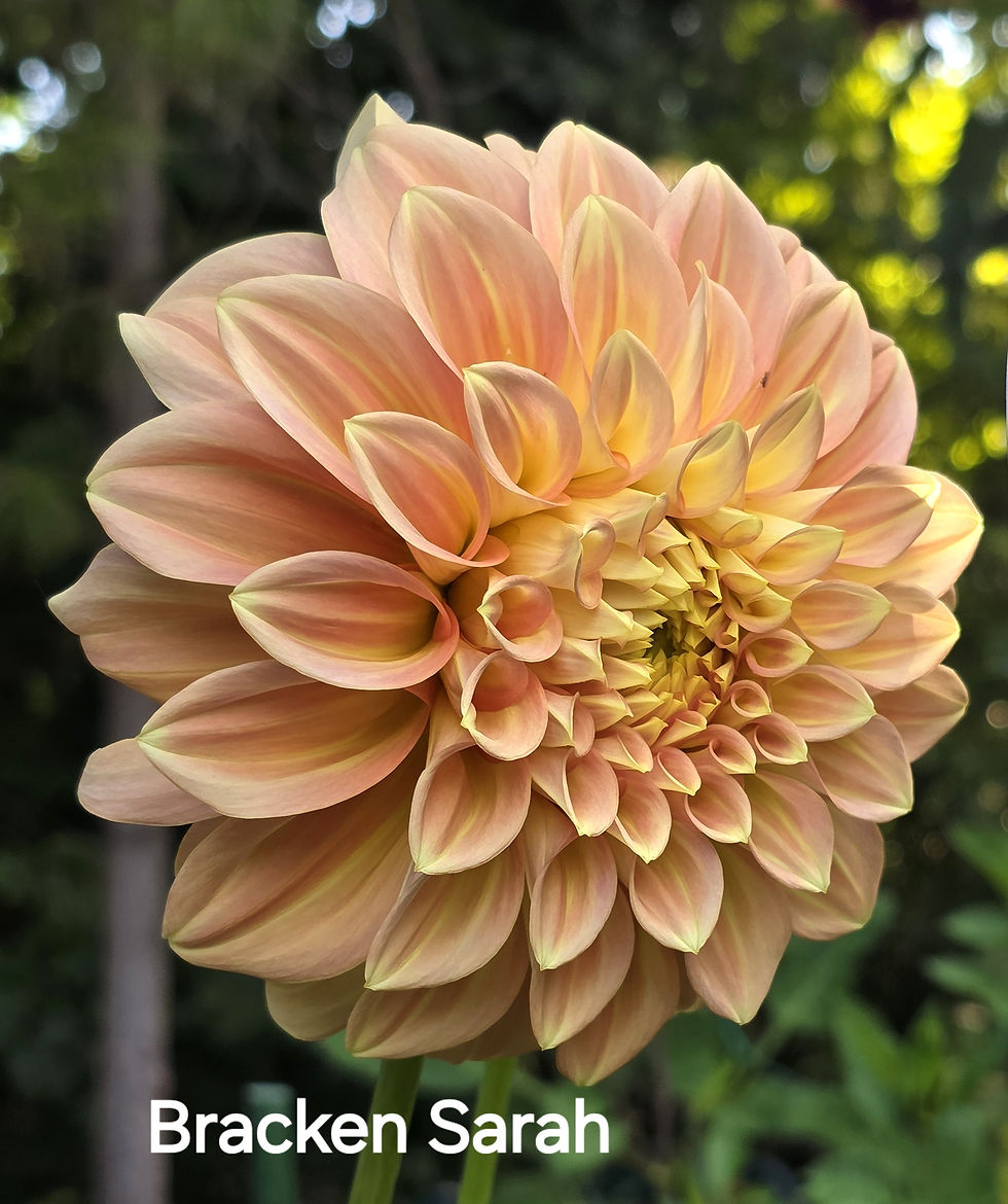 Bracken Sarah Dahlia Tuber for Sale