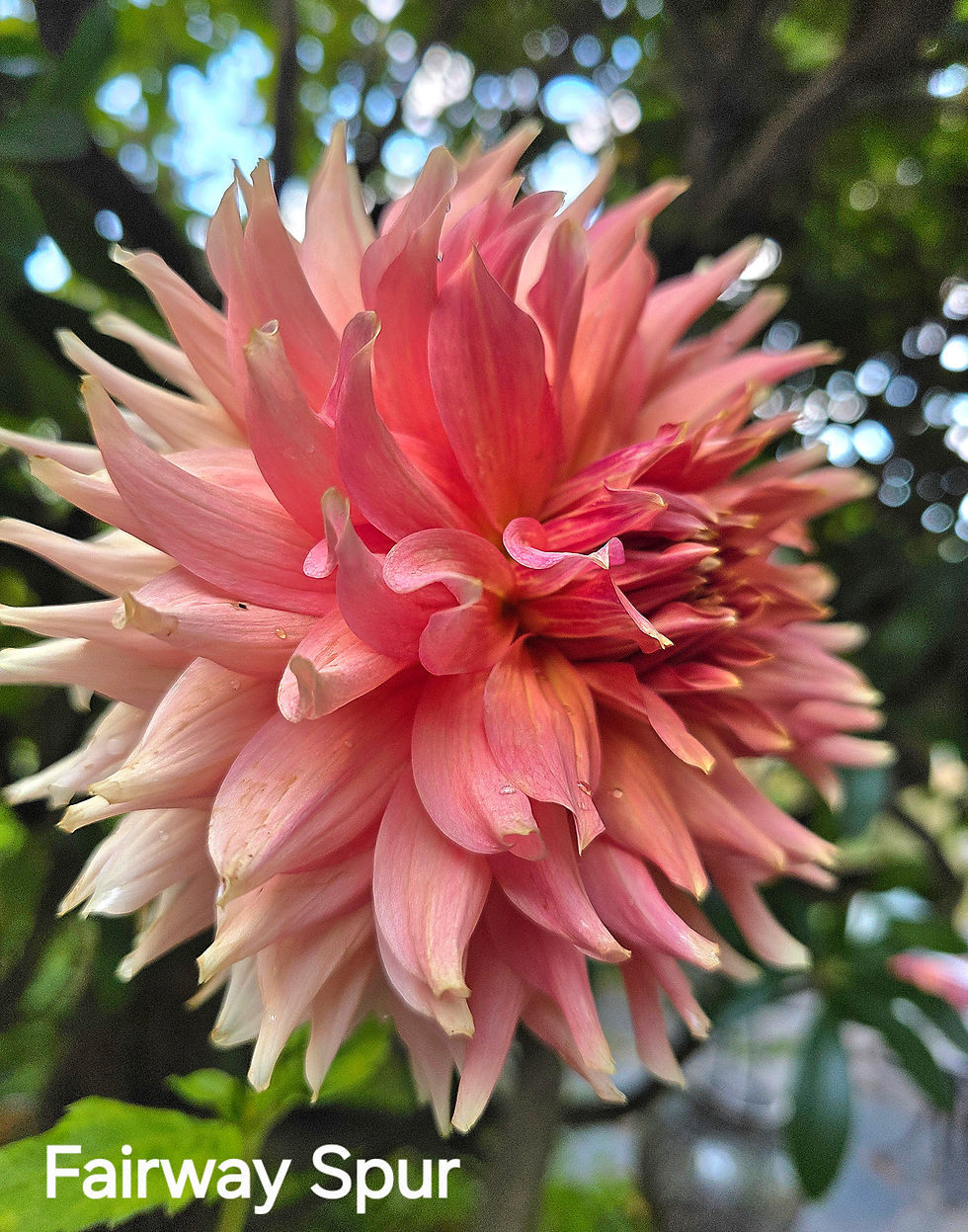 Thumbnail: Fairway Spur Dahlia Tuber for Sale