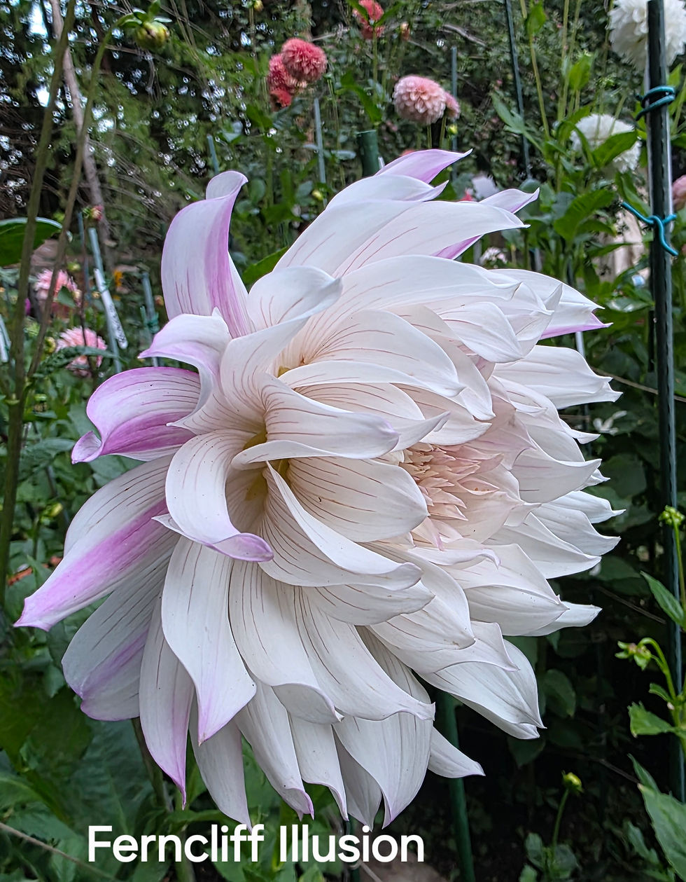 Ferncliff Illusion Dahlia Tuber for Sale