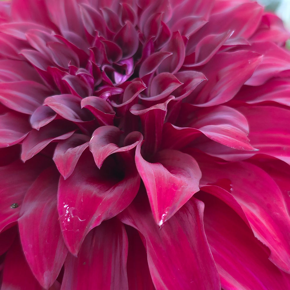 Thumbnail: Sparticus Dahlia Tuber