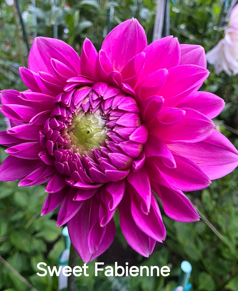 Thumbnail: Sweet Fabienne Dahlia Tuber for Sale