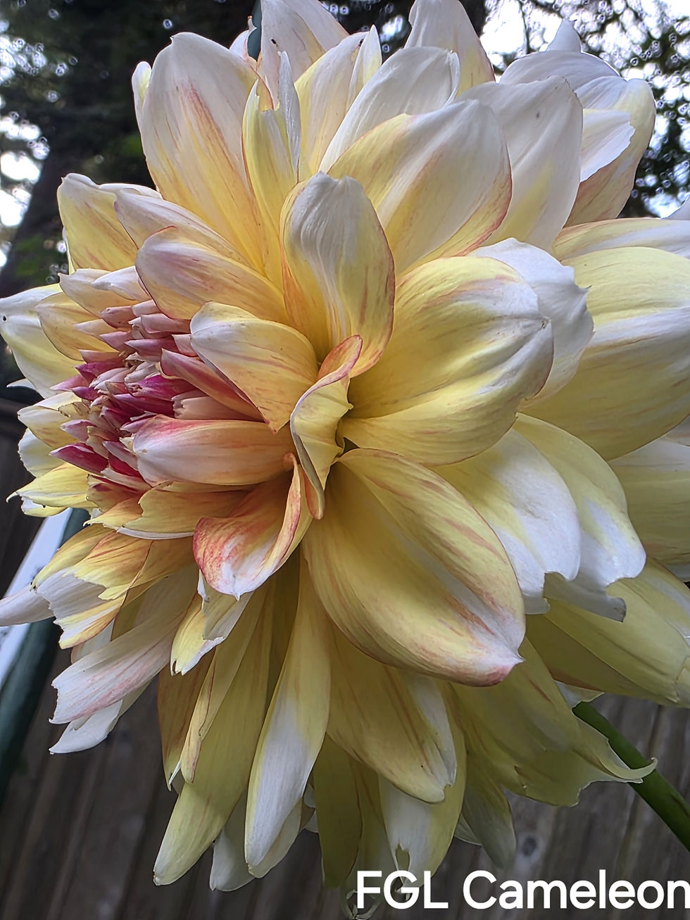 Thumbnail: FGL Cameleon Dahlia Tuber