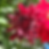 Thumbnail: Baccara Dahlia Tuber for Sale
