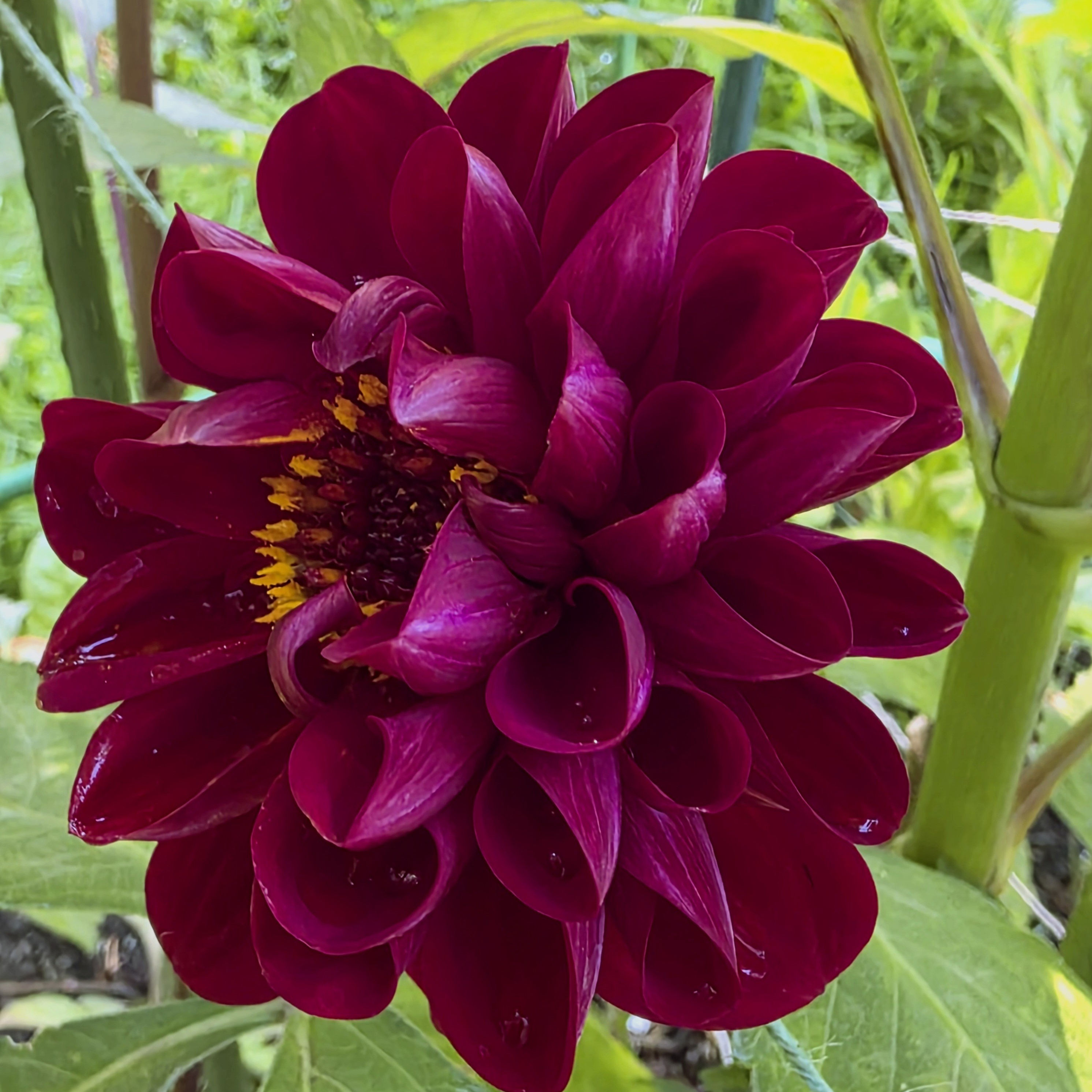 Baccara Dahlia Tuber for Sale