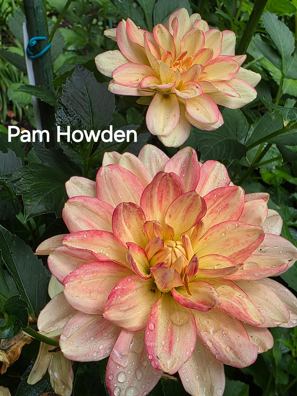 Thumbnail: Pam Howden Dahlia Tuber for Sale