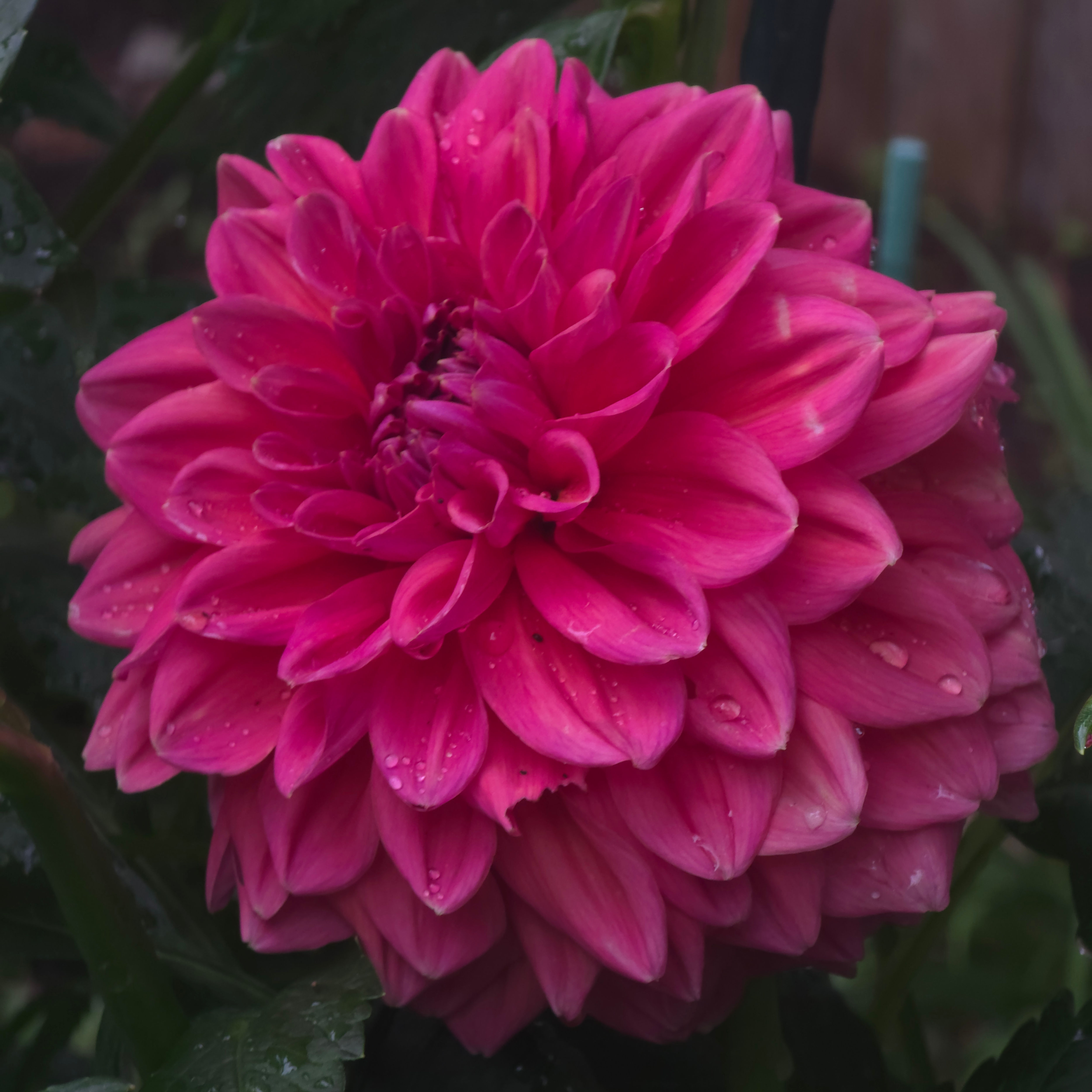 Perch Hill Dahlia Tuber