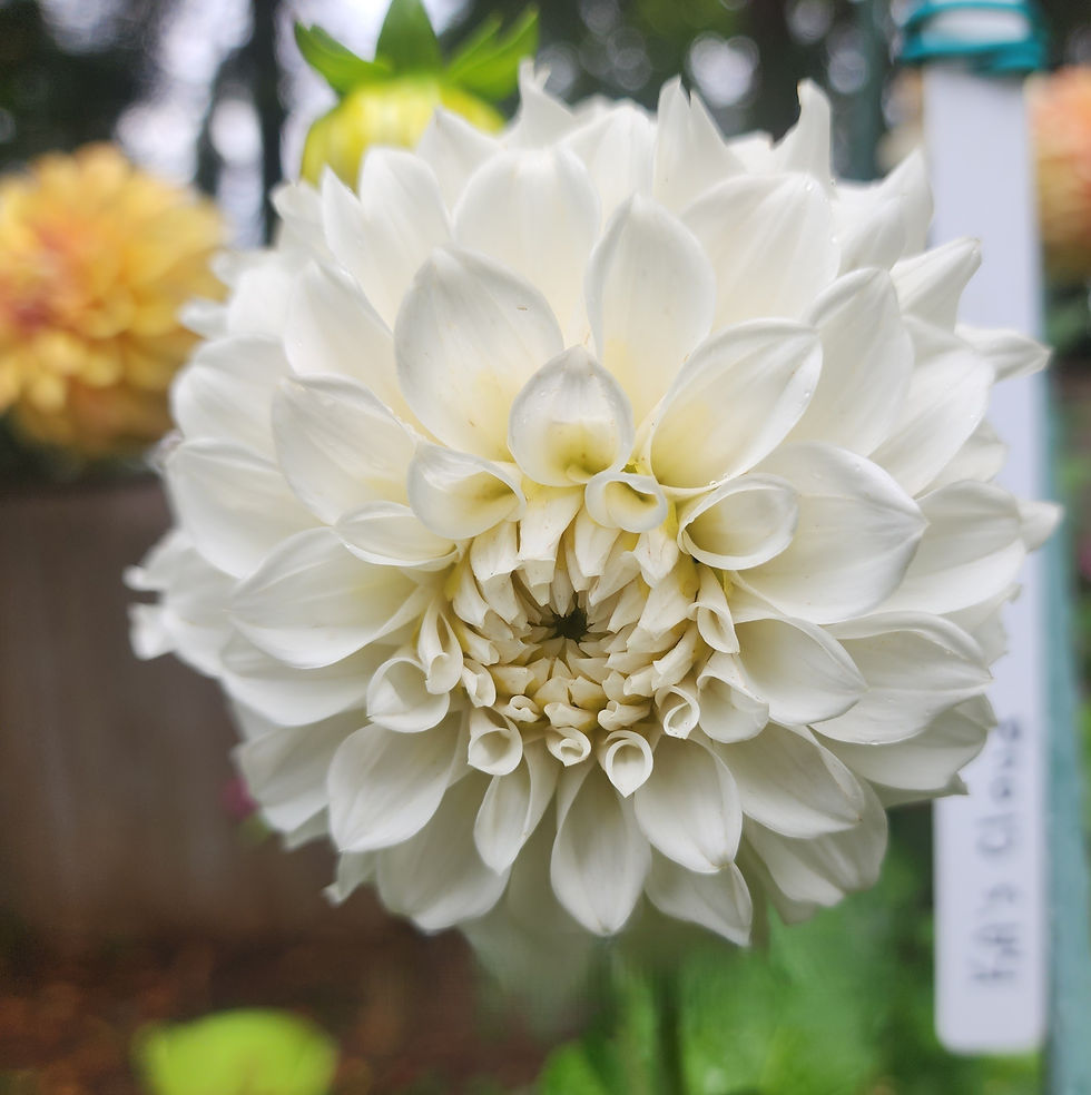 Thumbnail: Bella Luna Dahlia Tuber for Sale