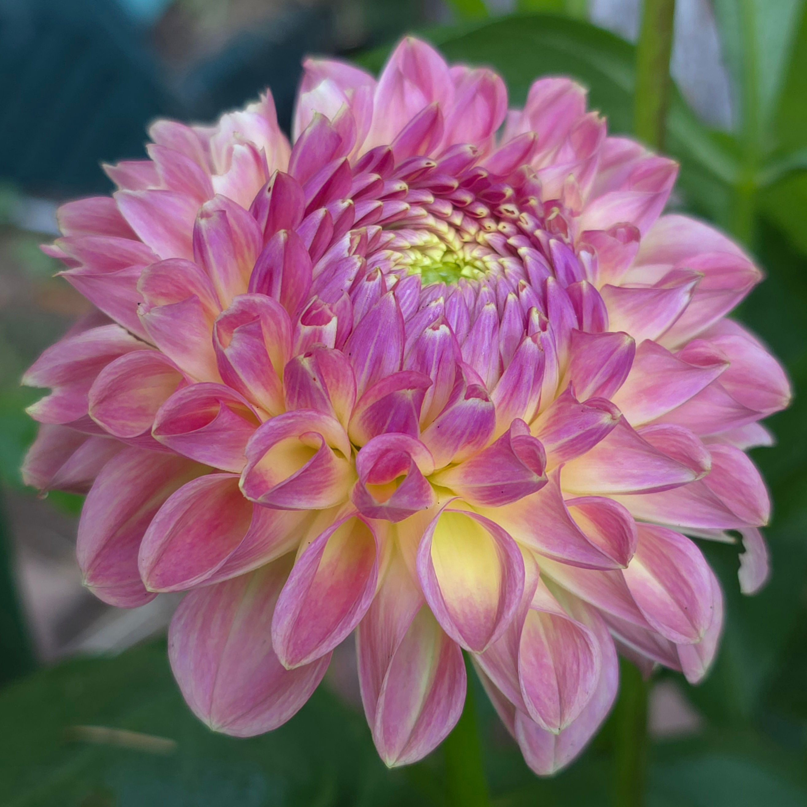 Clearview Peachy Dahlia Tuber