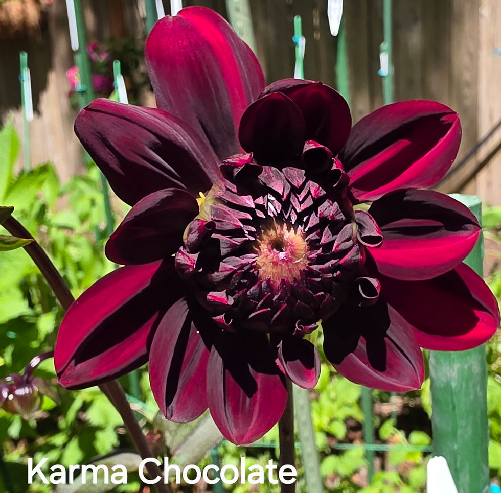 Thumbnail: Karma Chocolate Dahlia Tuber for Sale