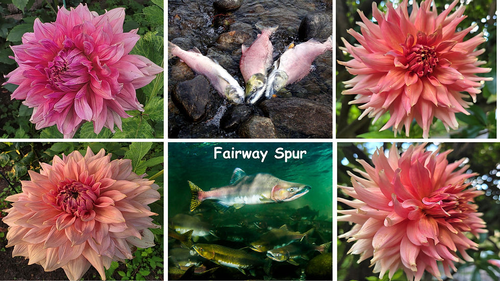 Fairway Spur Salmon-Dahlia Palette