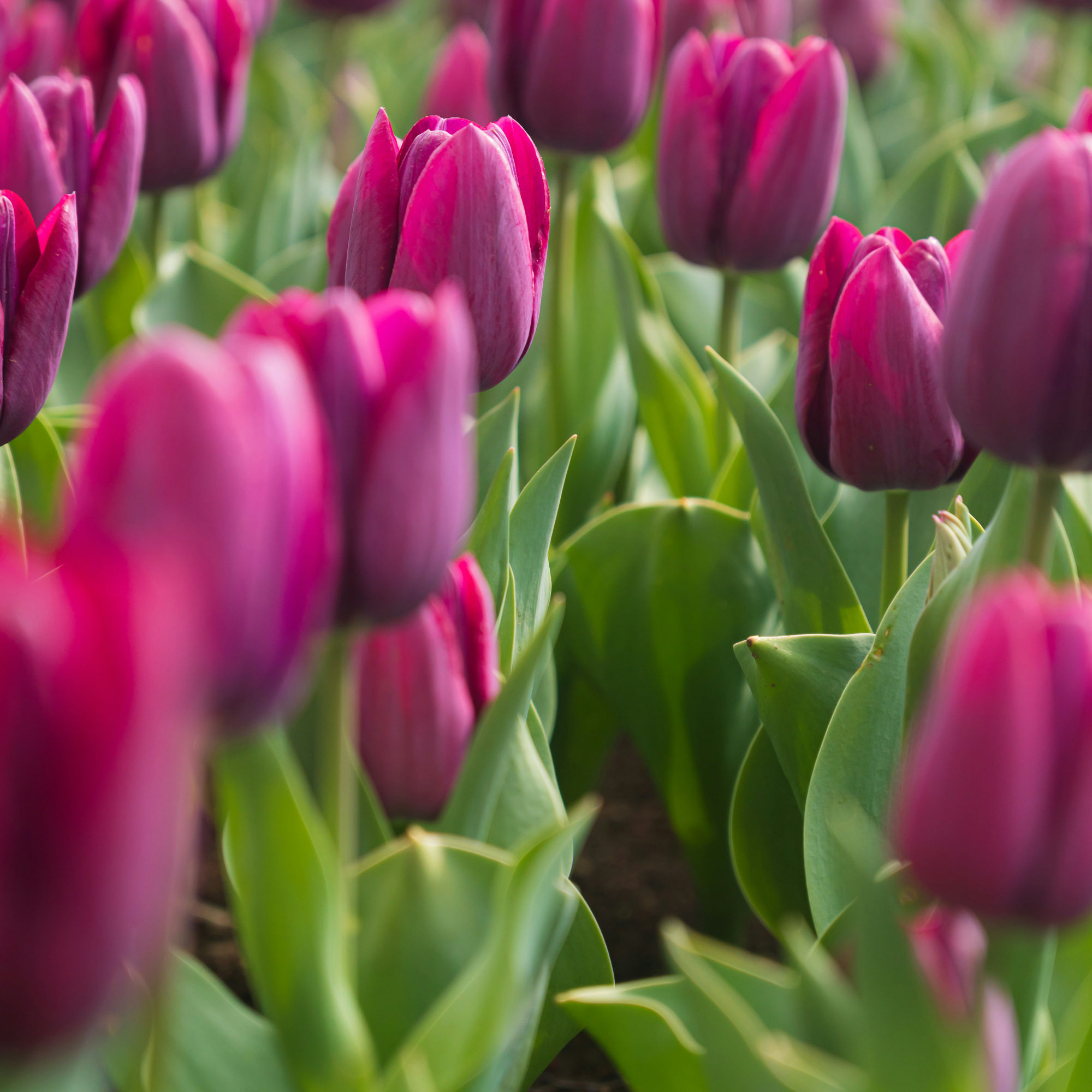 Spring Blooms Subscription | 2025